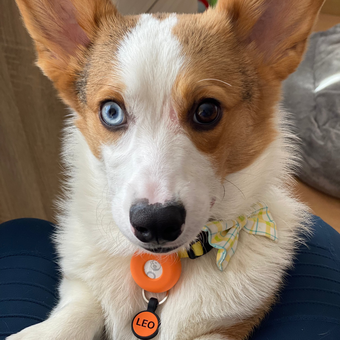 Best Dog Tags for Puppies – Safe, Lightweight & Personalized